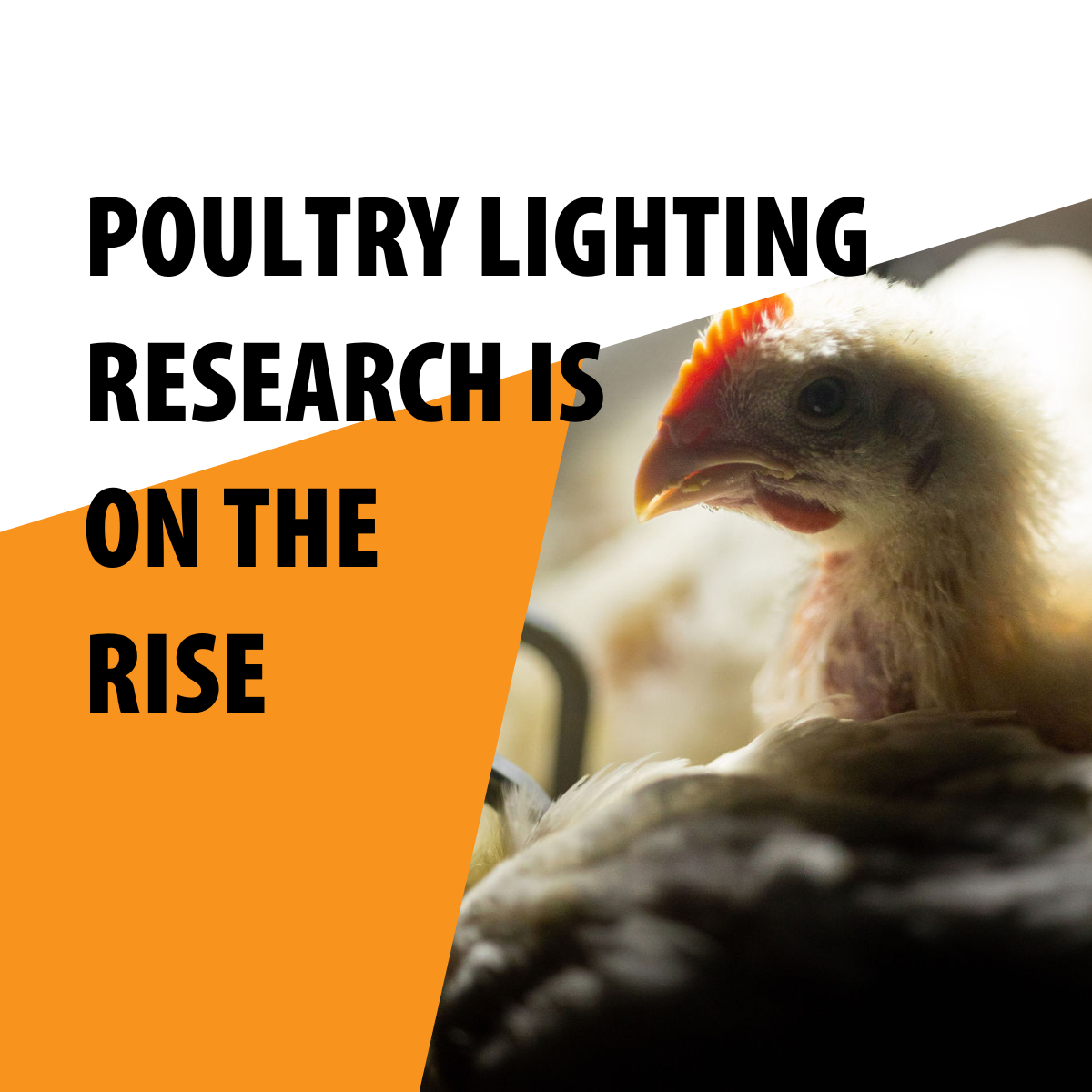 Top 3 Takeaways from the Poultry Science Association annual meeting